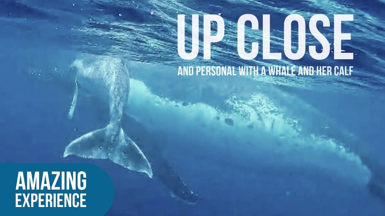 81 year old Jeanne - sails solo and swims with whales in glorious, friendly Tonga