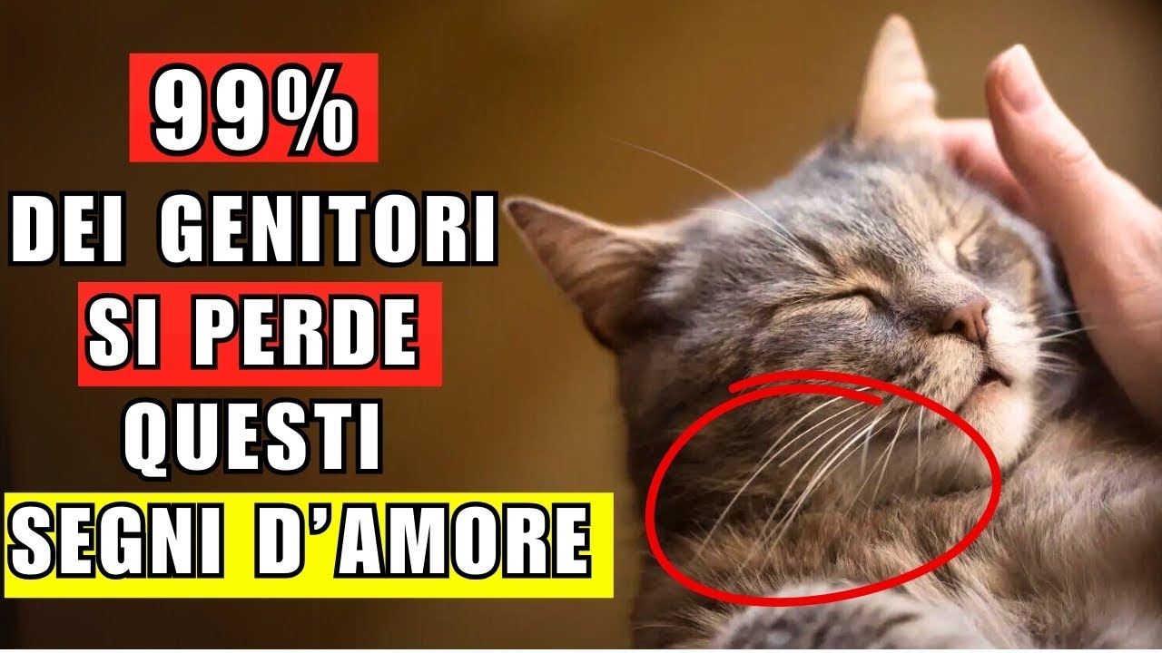 7 modi in cui il tuo gatto ti mostra amore ma tu non li capisci