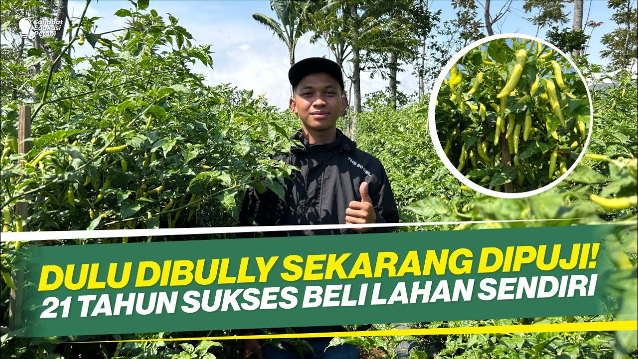 PERNAH DIVONIS GAGAL PANEN‼ TERSERANG KERITING PARAH‼ CARA BUDIDAYA CABAI‼