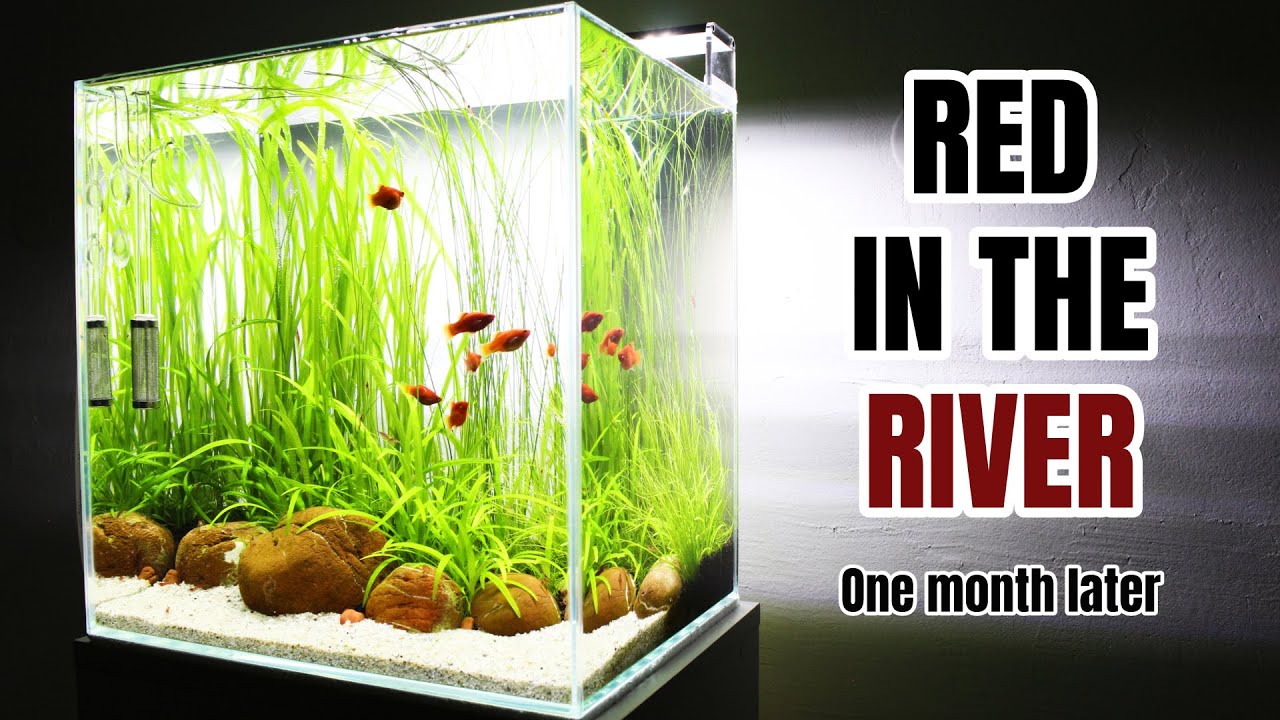 Aquascaping RED IN THE RIVER Update Video (one month later)