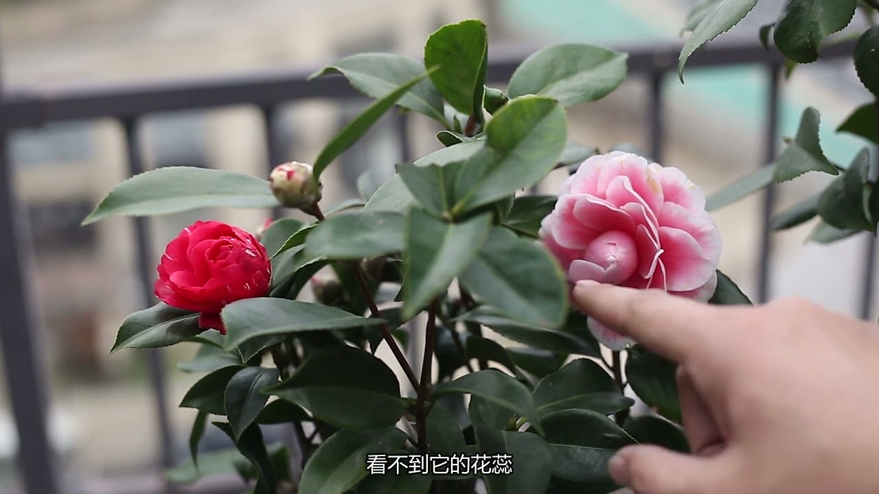 园艺师为什么推荐你养茶花？