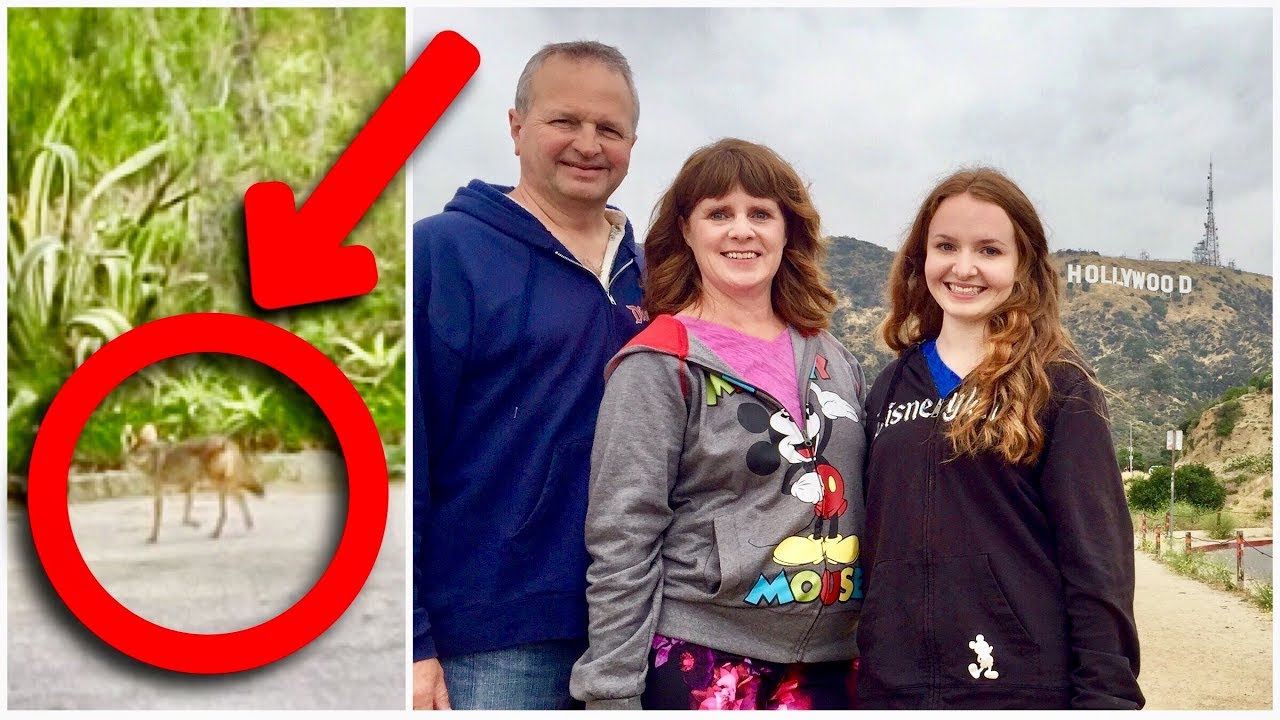 COYOTE SPOTTING AT HOLLYWOOD SIGN! Carney's, Hollywood Boulevard & Walk of Fame