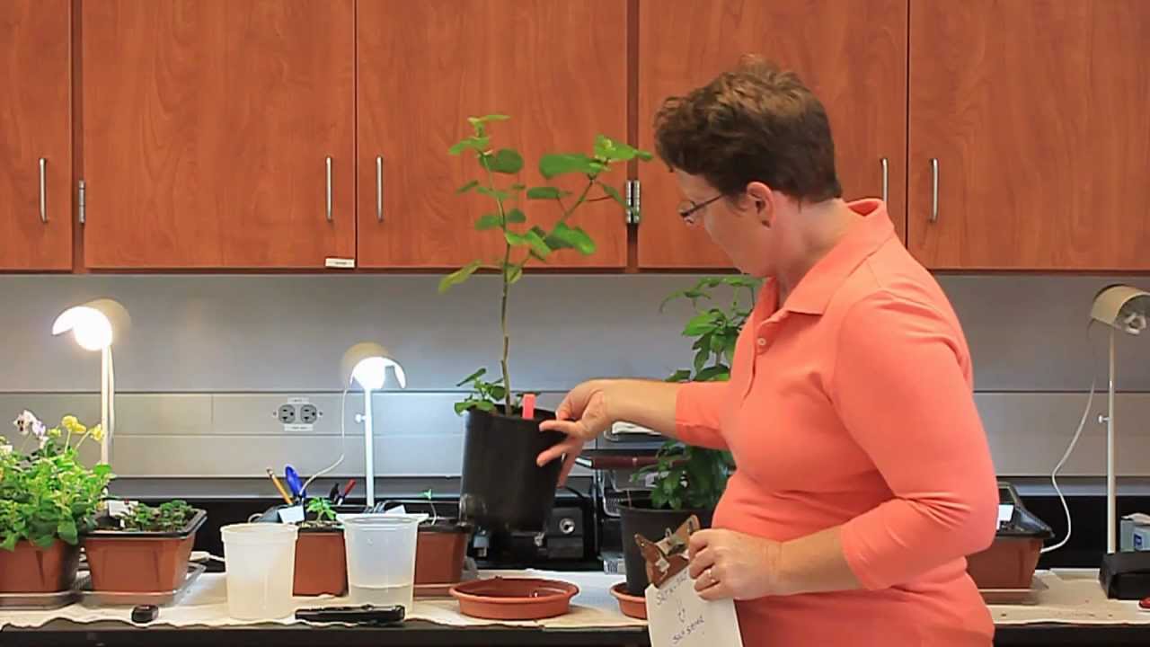 Salt in- Salt out/ EC in- EC out with Wastewater {UF/IFAS/FLREC}