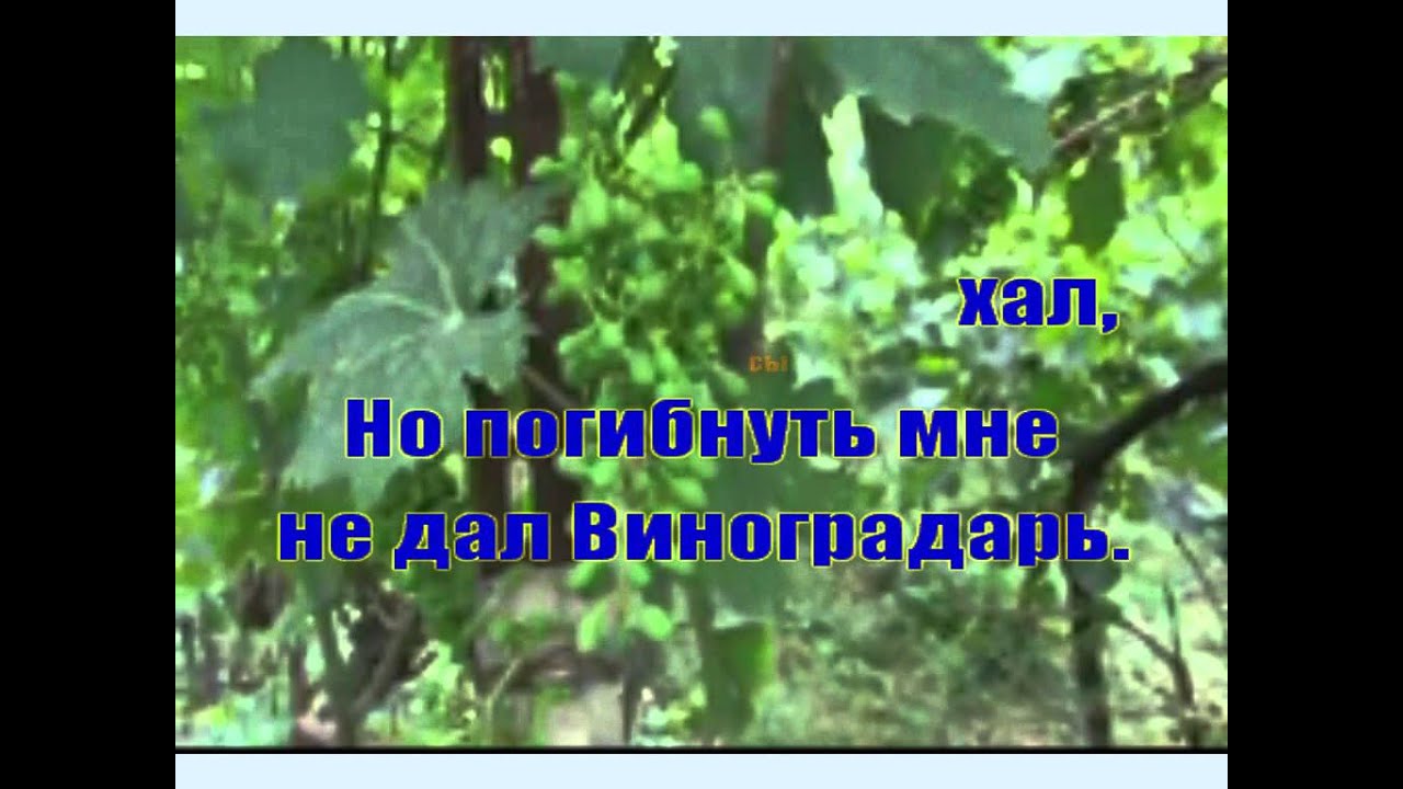 изобильная виноградная лоза