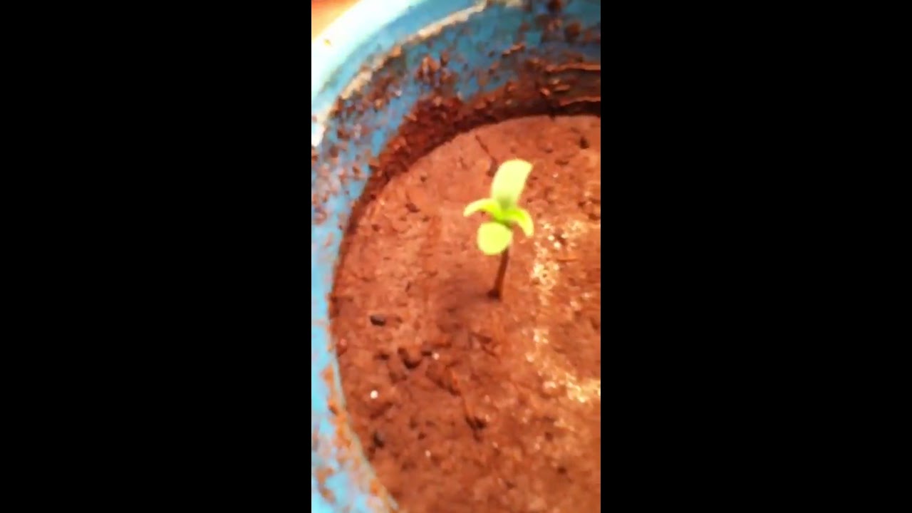 First time grow cannabis day 3 i need help/tips