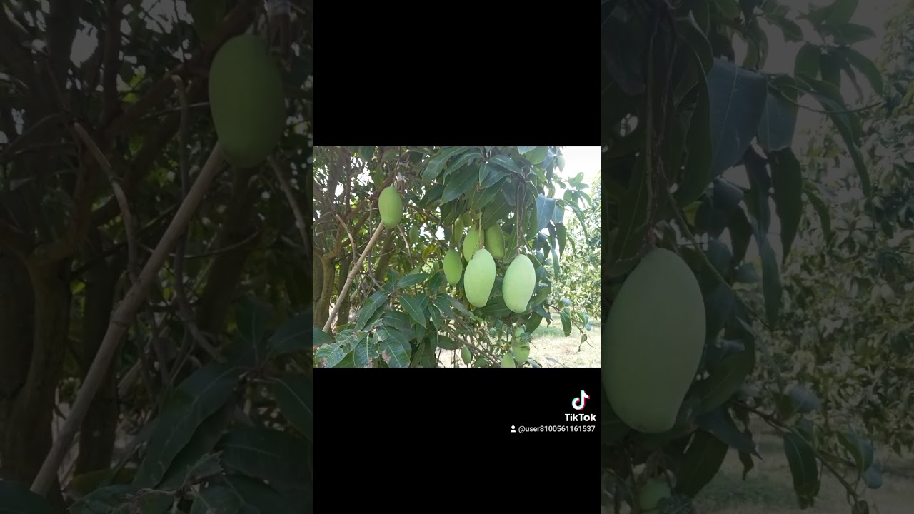 #mangobusiness #agriculture #agronomy #mago Keo Romeat mango