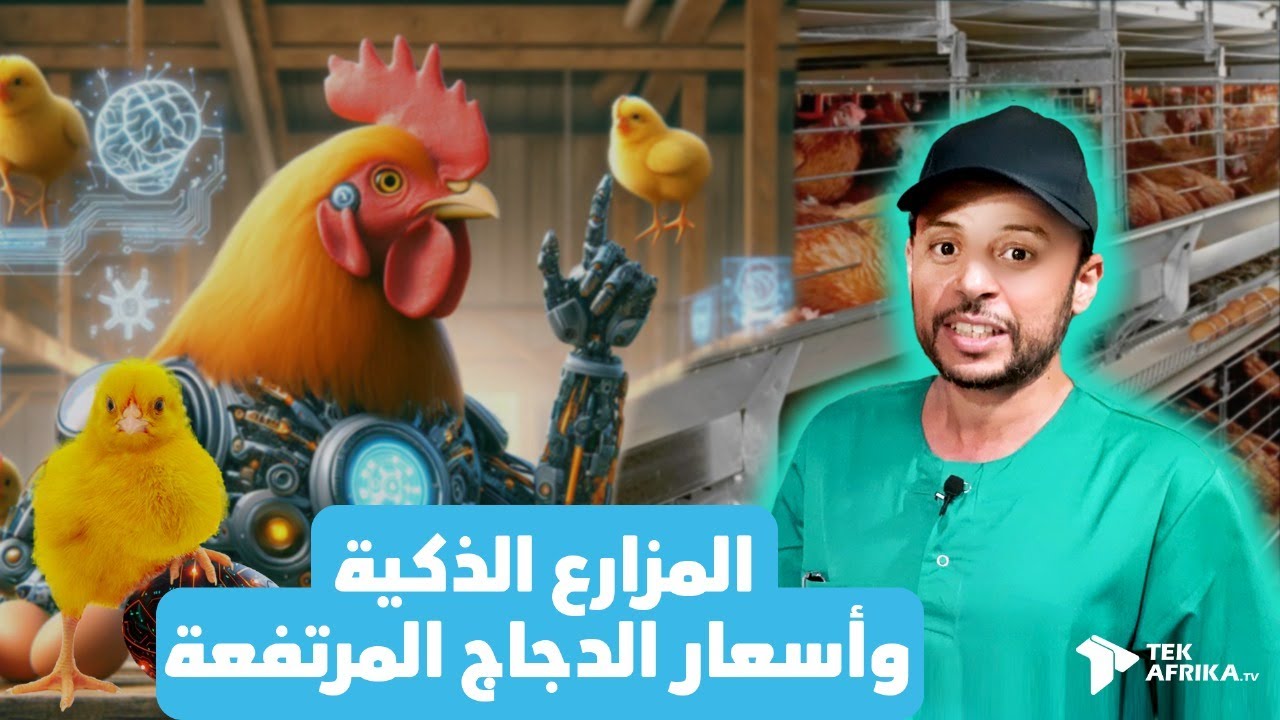 عنابر ذكية، وبيض من ذهب... وأسعار ترتفع! 🐔💸