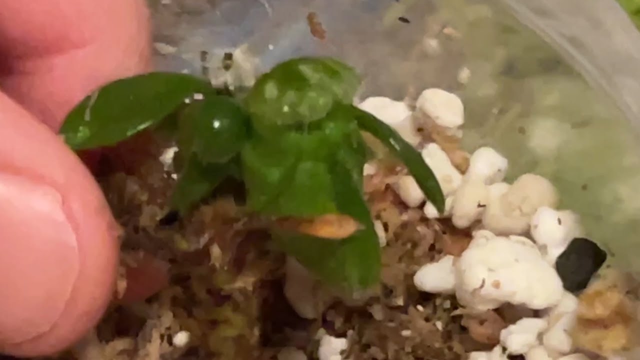 Распаковка Cephalotus Follicularis