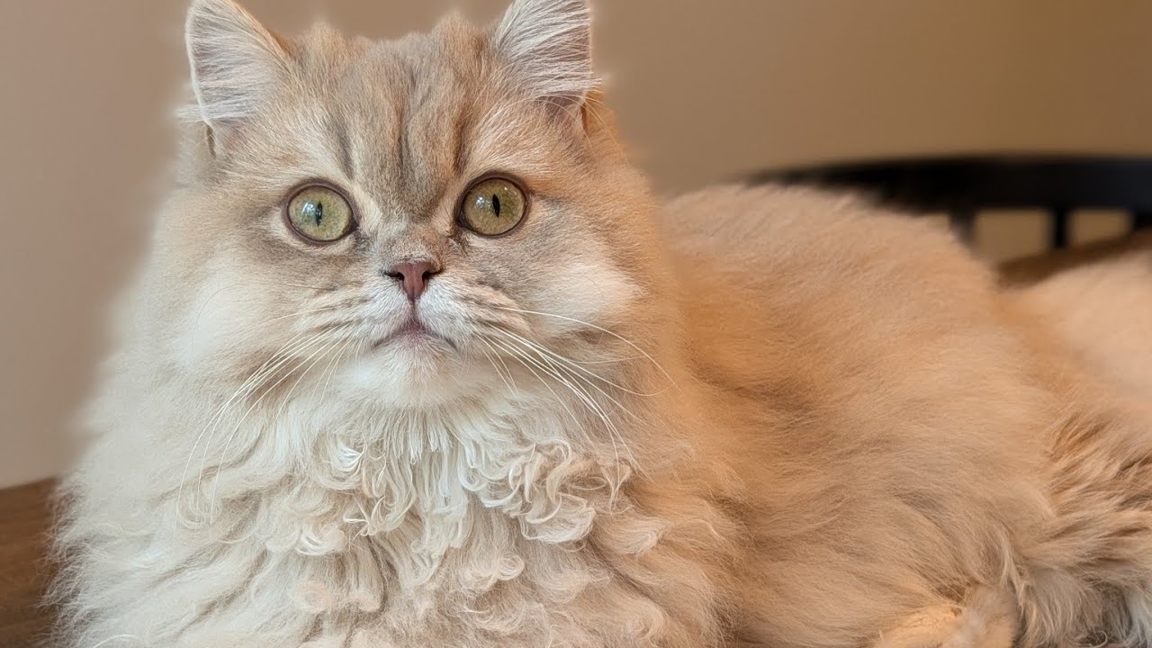 Brushing my cats teeth and coat live