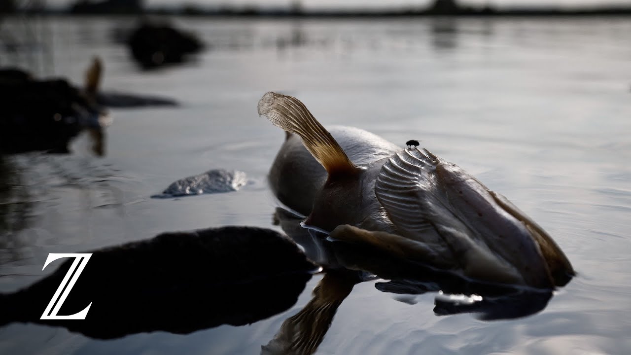 Erneutes Fischsterben in der Oder beunruhigt Behörden