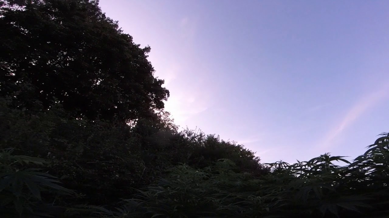 UK outdoor grow at dusk