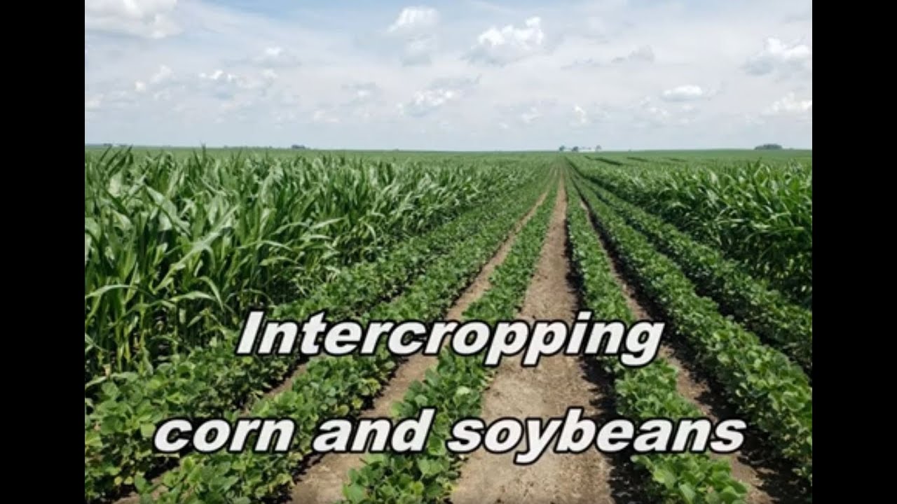 Intercropping corn & beans 2021