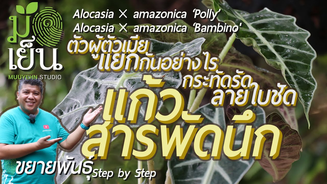แก้วสารพัดนึก ทรงกระทัดรัด ลายใบชัด ตัวผู้ตัวเมียดูกันอย่างไร Alocasia × amazonica ‘Polly’ ‘Bambino'