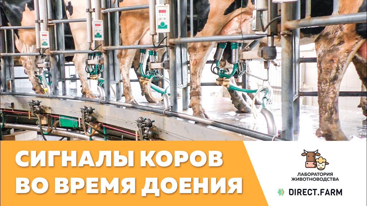 Сигналы коров во время доения. Виды сосковой резины
