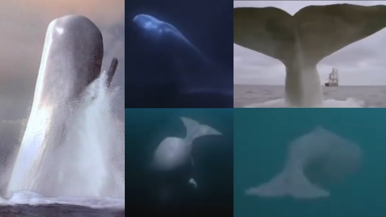Moby Dick [1998] - White Sperm Whale Screen Time