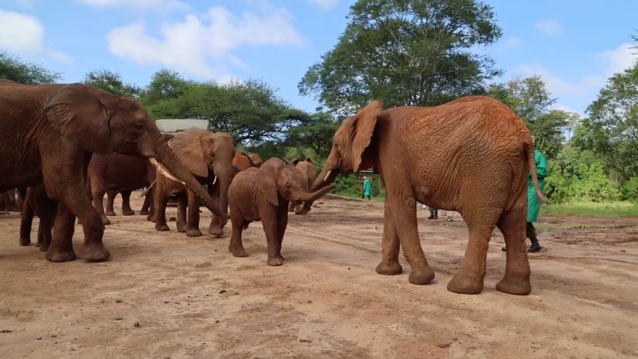 Kerrio, Latika, and Kamili Graduate to Umani Springs | Sheldrick Wildlife Trust