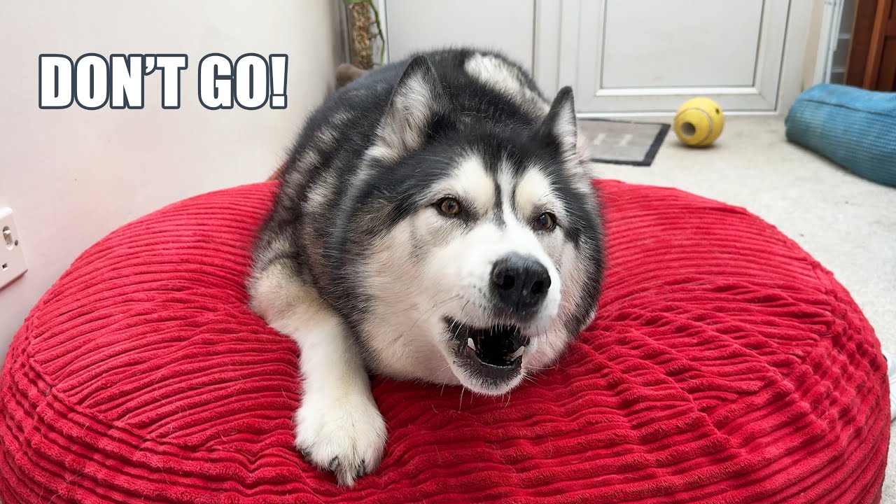 Husky Tells Me Not To GO & Tries To Stop Me Leaving!