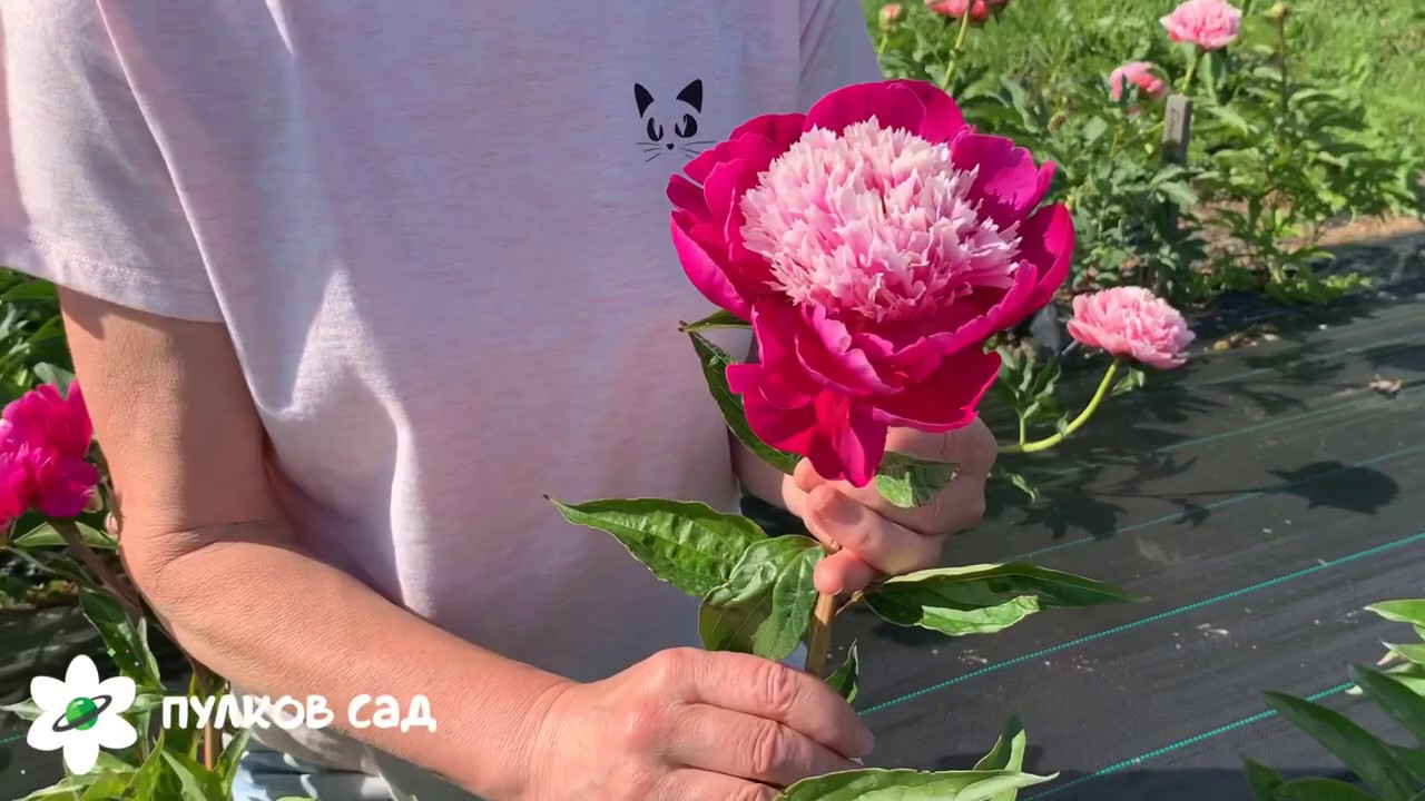 White cap peony. Уайт кэп пион. Пулков сад