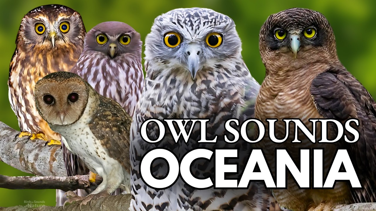 The Best Owl Sounds🦉8 Species of Owls from Oceania and their Sounds🎶