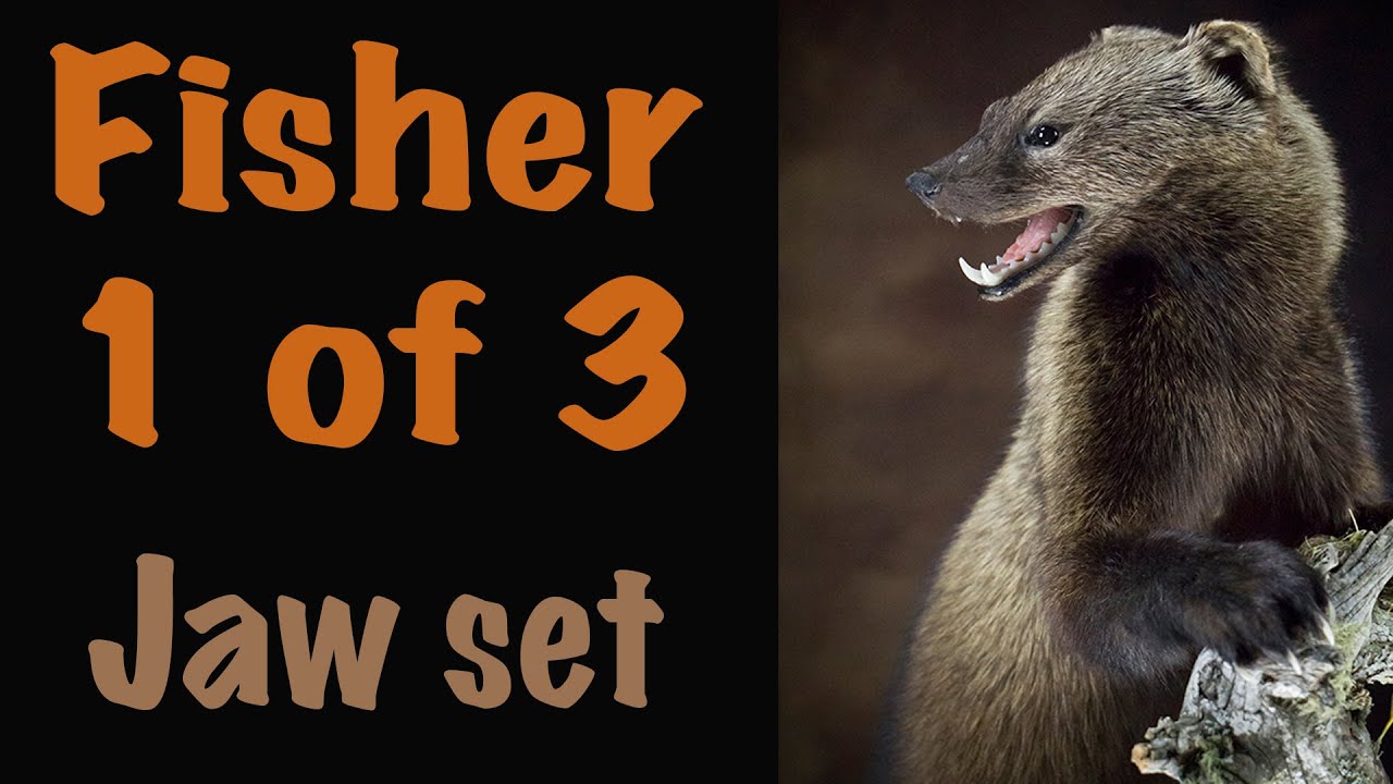 Fisher series..Part of 1 of 3. Test fitting, installing Jawset. Art of Taxidermy.