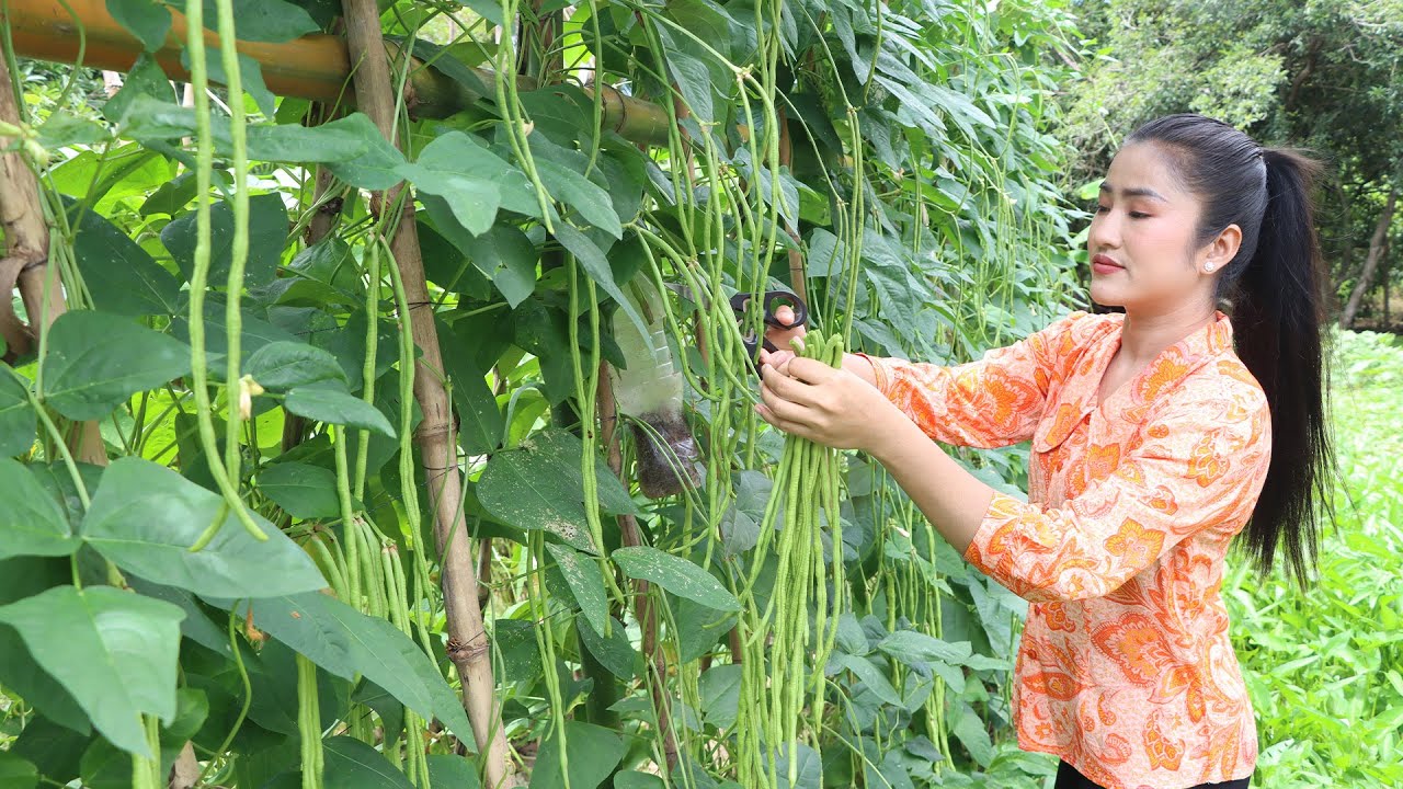 Countryside Vlog: Harvest long beans and cooking | Yummy chicken curry cooking