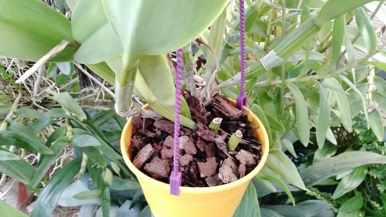 Detalles sobre el cultivo de orquídeas.