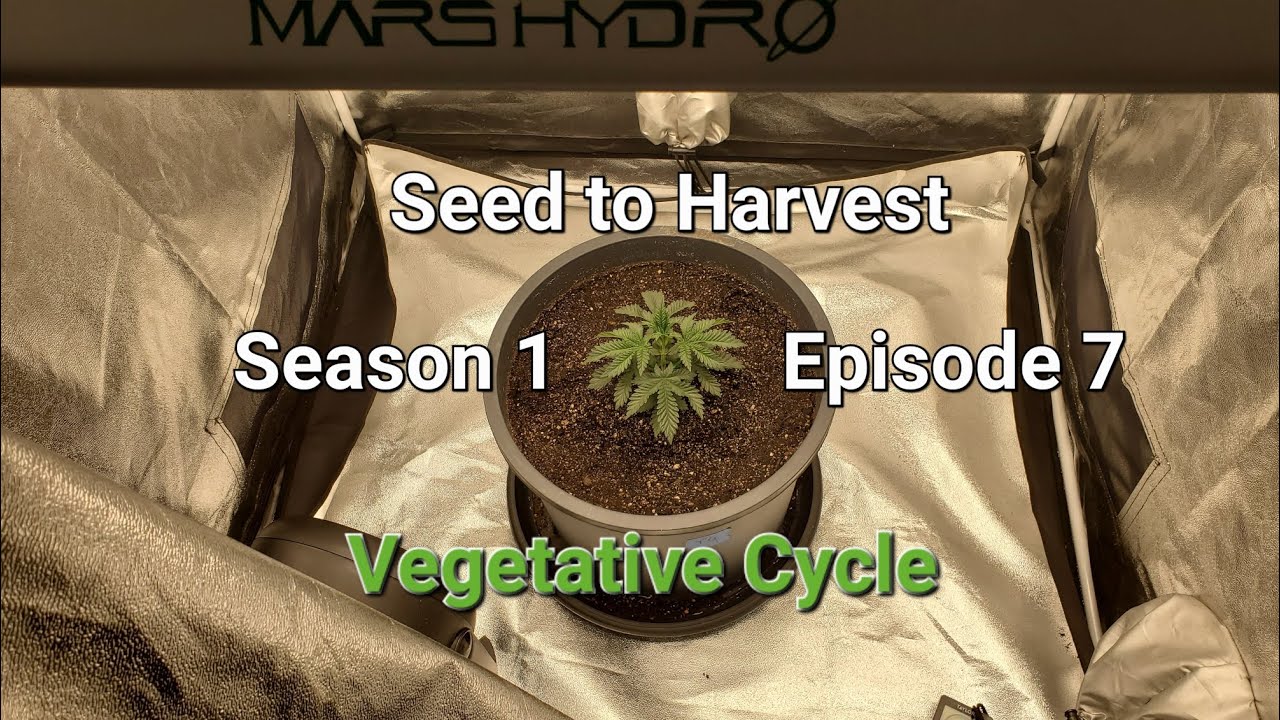 Seed to Harvest: Vegetative Cycle. Trap God, Big Juicy, Hat Trick | Grow Journal S1 Episode 7