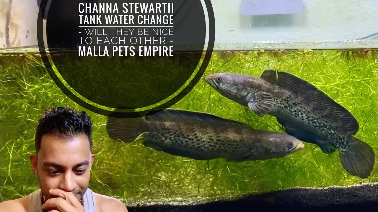 Channa Stewartii Tank water change - Will they be nice to each other - Malla Pets Empire