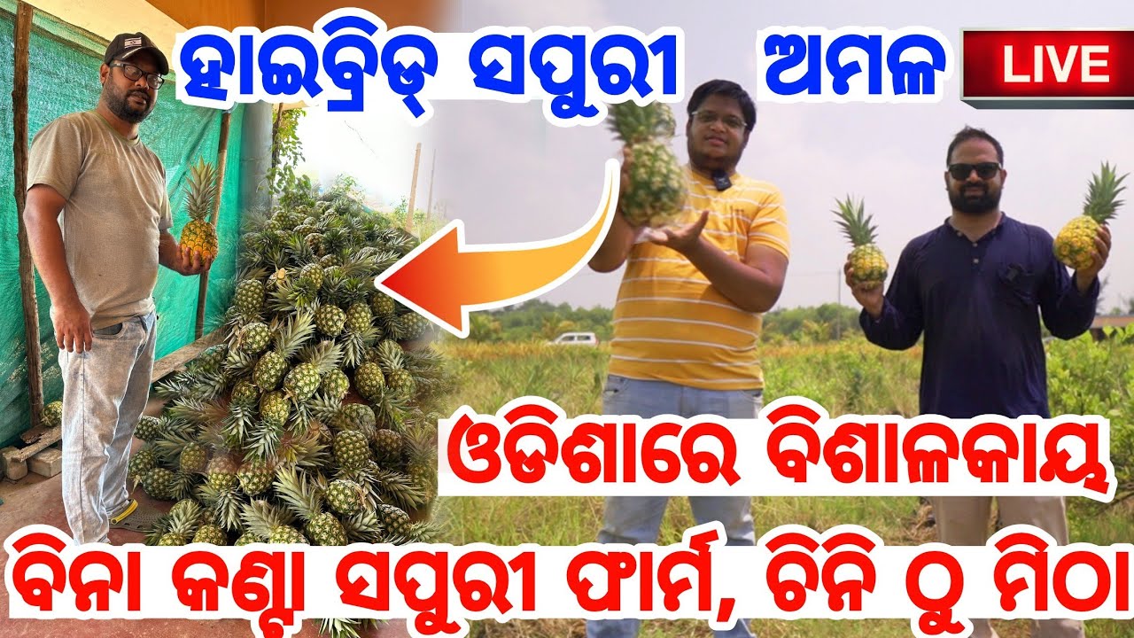 ଓଡିଶାରେ ପ୍ରଥମ ଥର ବିନା କଣ୍ଟାରେ ସପୁରୀ ପୁଣି ଚିନି ଠାରୁ ବି ମିଠା, Hybrid Md2 Variety Pineapple Odisha