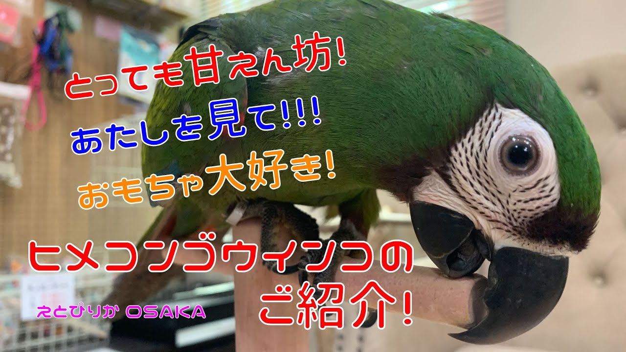 【えとぴりかOSAKA】第二弾！ヒメコンゴウインコのご紹介！【ヒメコンゴウインコ】