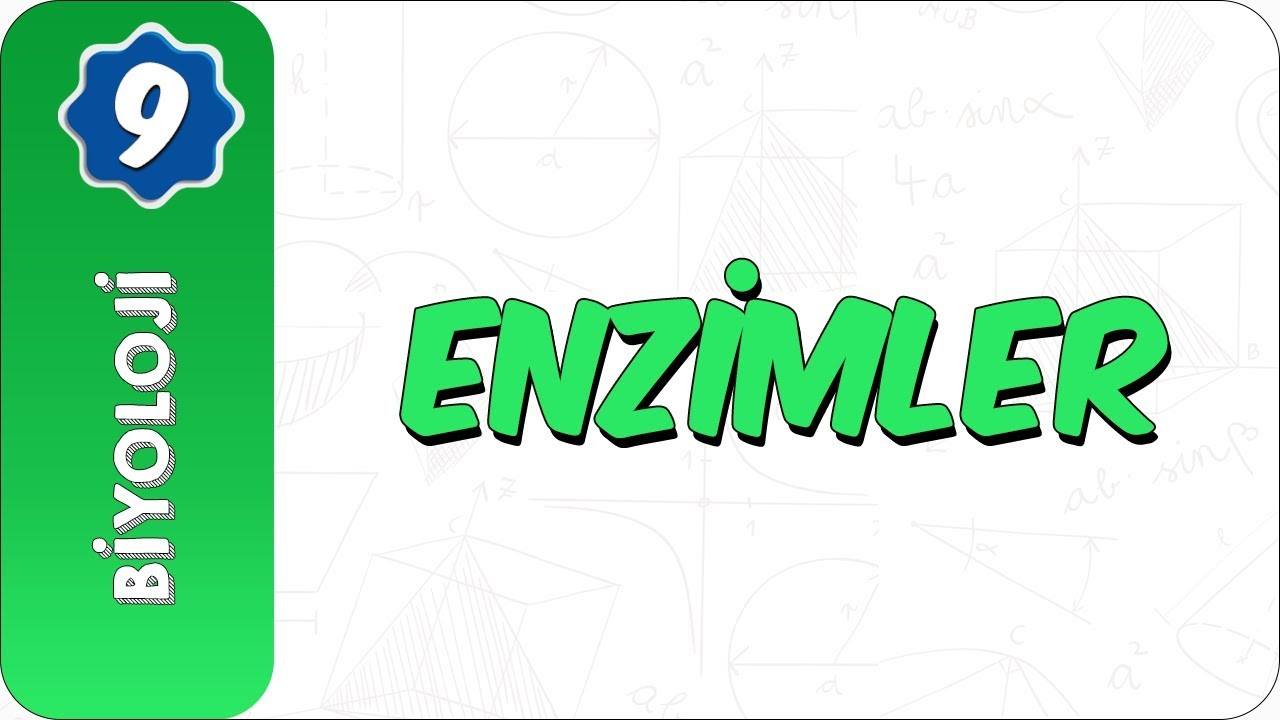 9.Sınıf Biyoloji | Enzimler