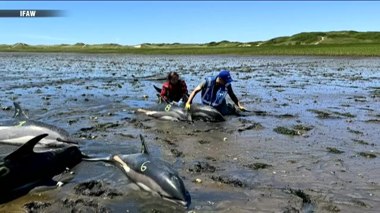 7 Investigates: Largest dolphin stranding in US history on Cape Cod