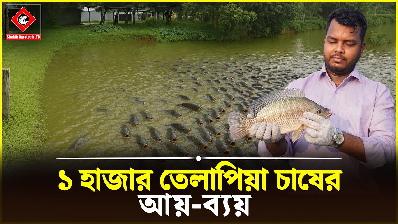 ১ হাজার তেলাপিয়া চাষের আয়-ব্যয় || Shakib AGRO || মনোসেক্স তেলাপিয়া চাষ || Monosex Tilapia fish