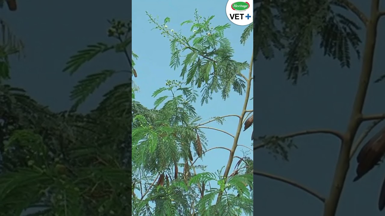 Subabul | Subabul