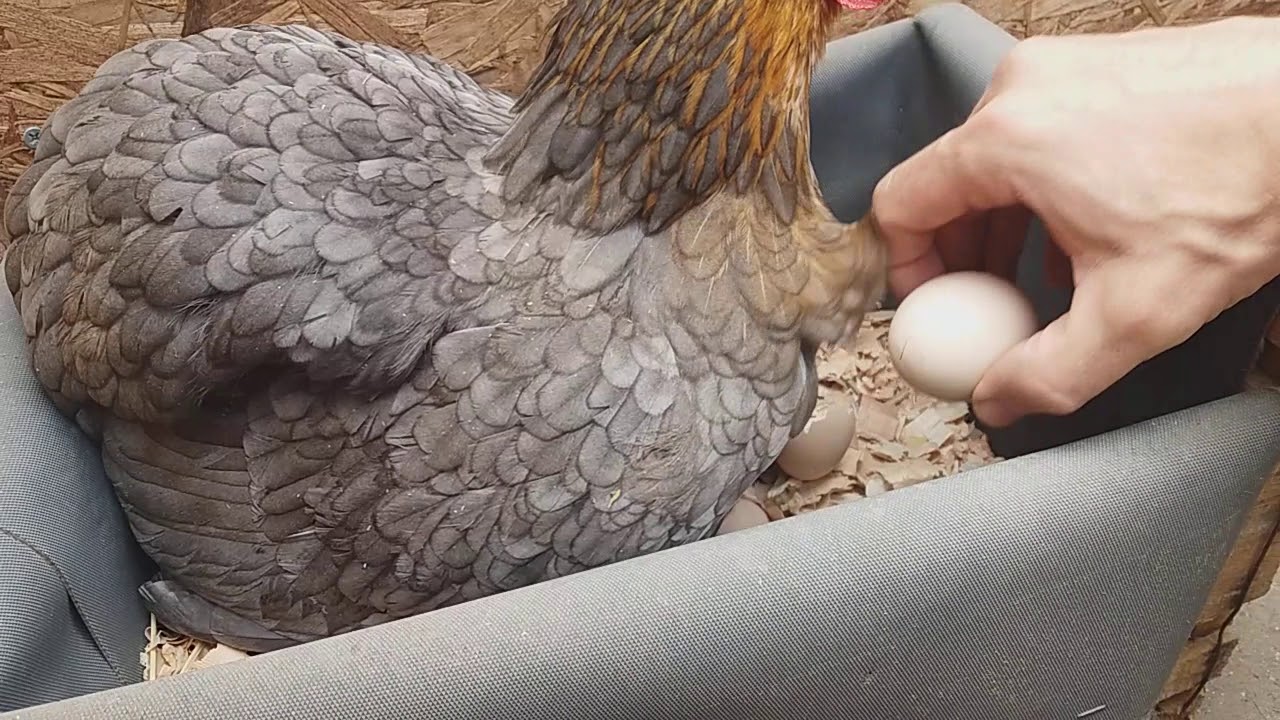 Nacimientos sorpresa de pollitos