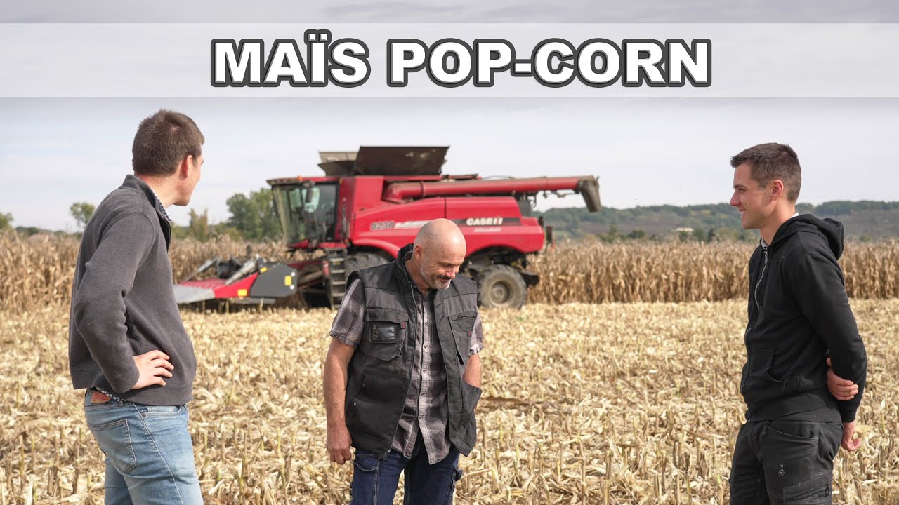 À la Rencontre d'un Producteur de MAÏS POPCORN pour NATAÏS