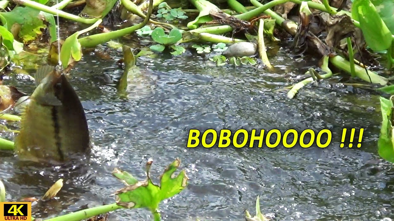 BIKIN NAGIH !!! CARA MUDAH MANCING IKAN SEPAT SIAM UMPAN LUMUT & KROTO