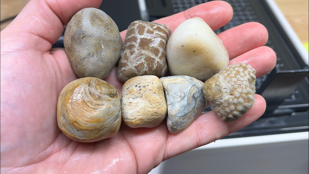 Cutting Rocks | 7 Different Lake Michigan Fossils!