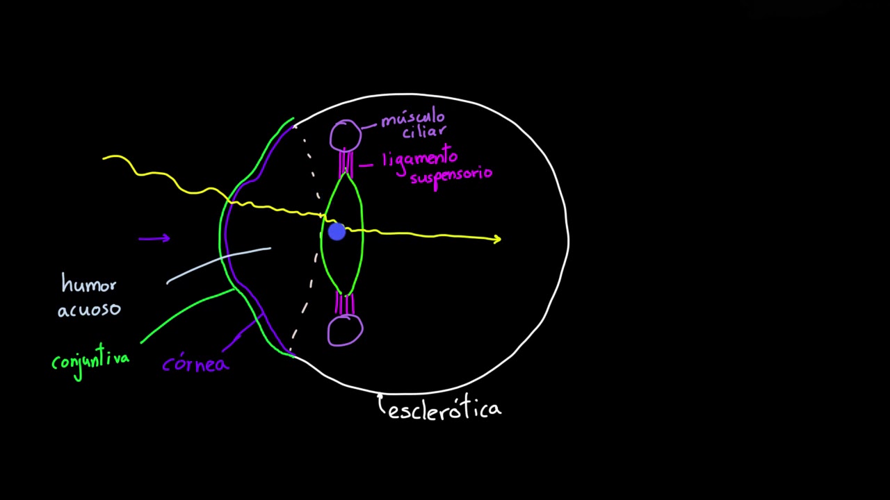 La estructura del ojo | Procesar el entorno | Khan Academy en Espa&ntilde;ol