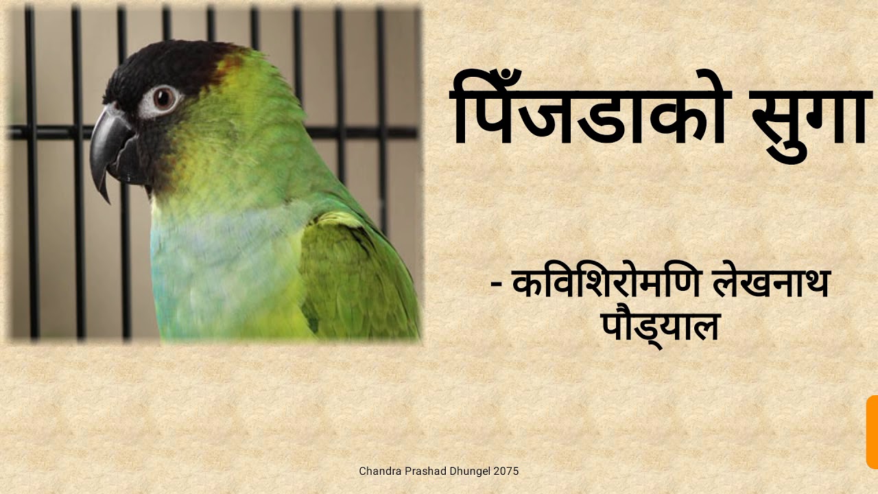 पिँजडाको सुगा - लेखनाथ पौडेल Pinjada Ko Suga Lekhnath Poudel