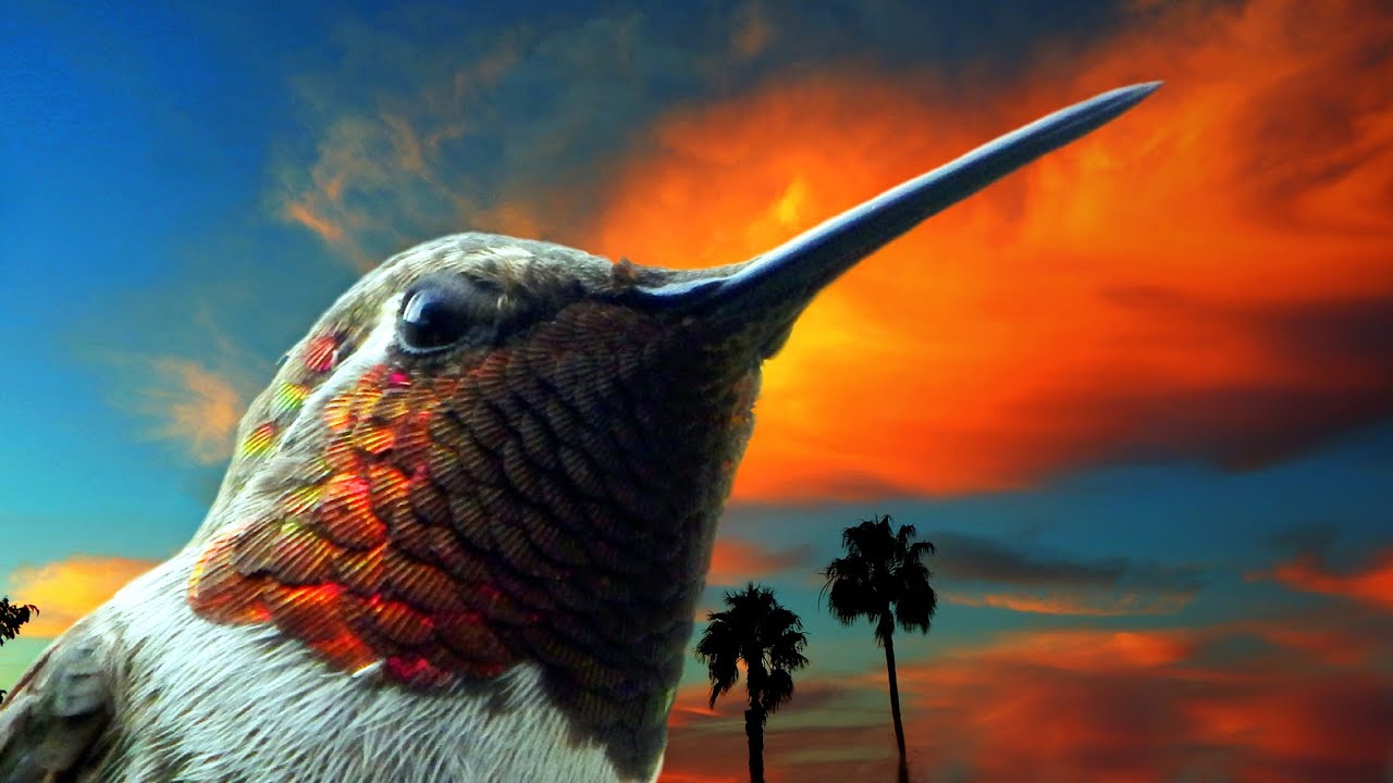 Hummingbirds Sunrise to Sunset