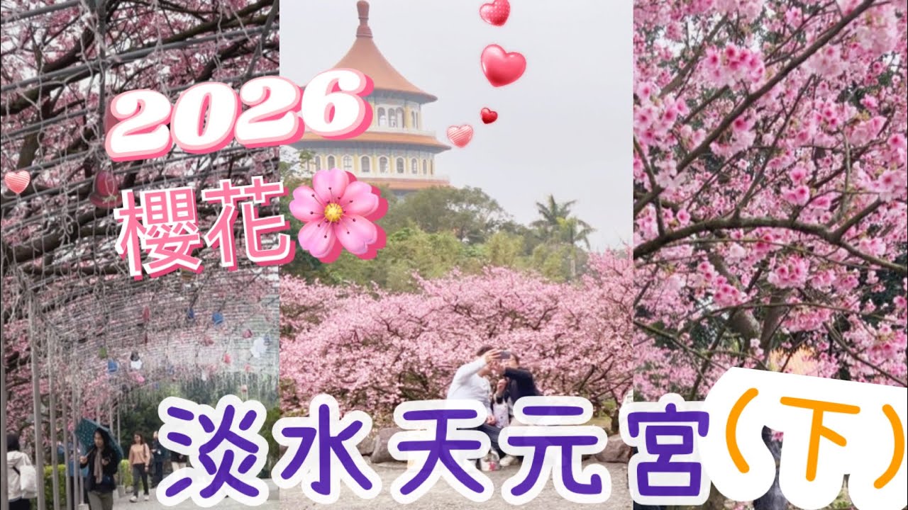 2026櫻花🌸淡水天元宮花季（下）～2/6🈵開中，賞花的朋友們快來哦～