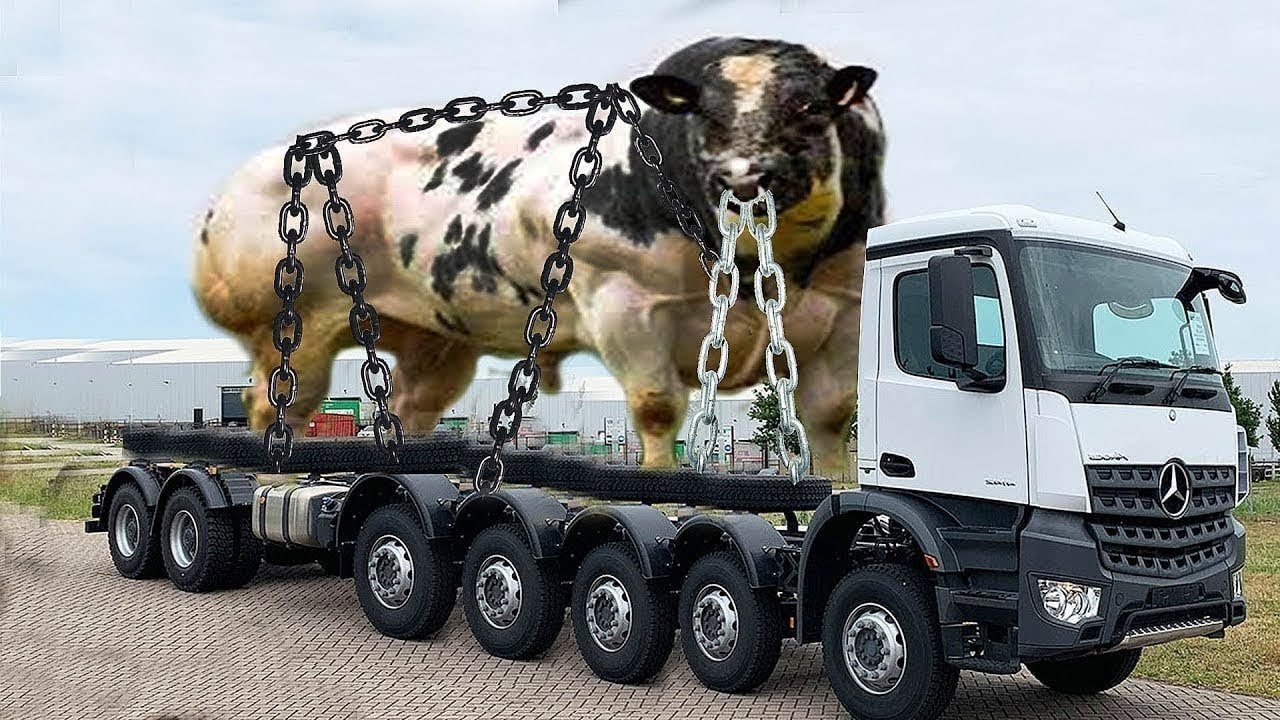 Revolutionary Livestock Management Advanced Milking Technology Stunning Women Straw Stacking