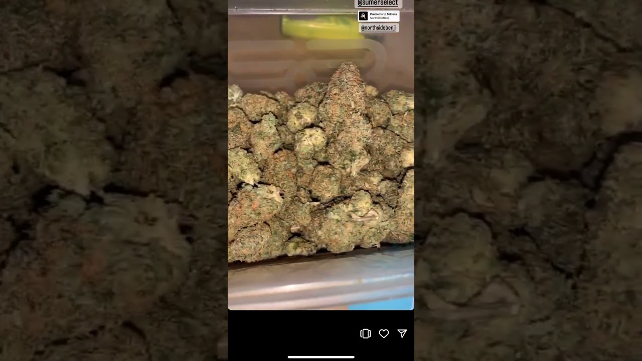 ZKITTLE -SUMER 🍬 #weed #cali #topshelf #loudpack #gas #trending #viral #youtubeshorts #shorts