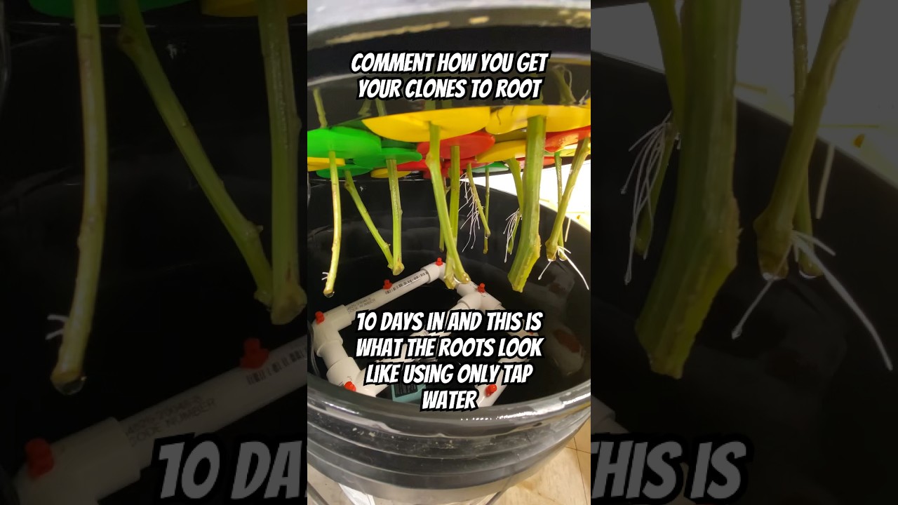 I Only Use Tap Water And My Cloner To Root My Clones In Less Than 11 Days! #shorts #aeroponics #grow