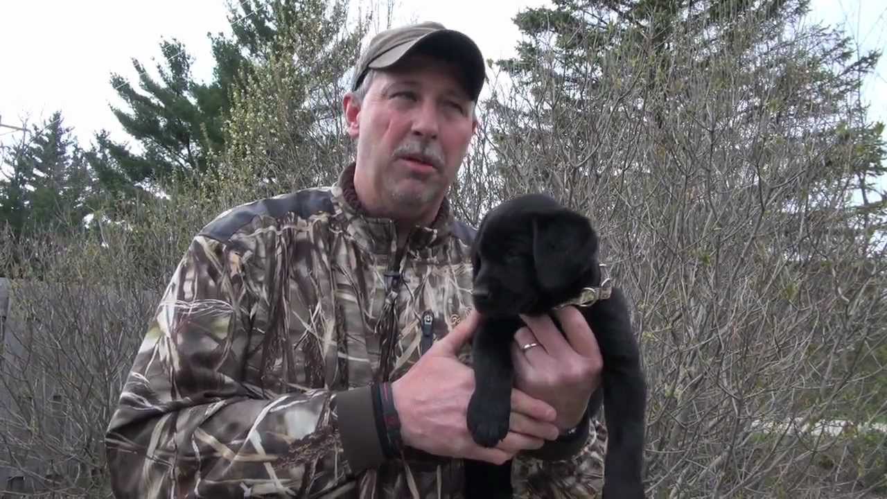 Choosing a Puppy HD