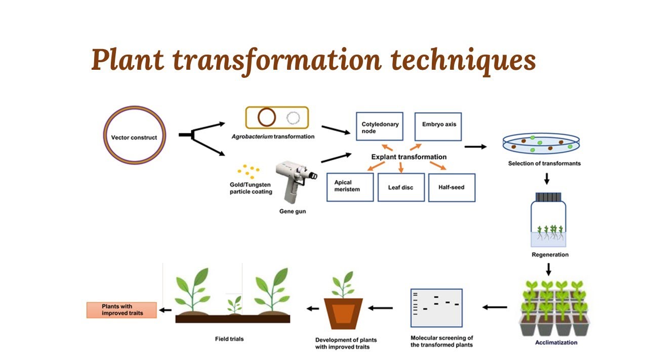 Plant transformation methods