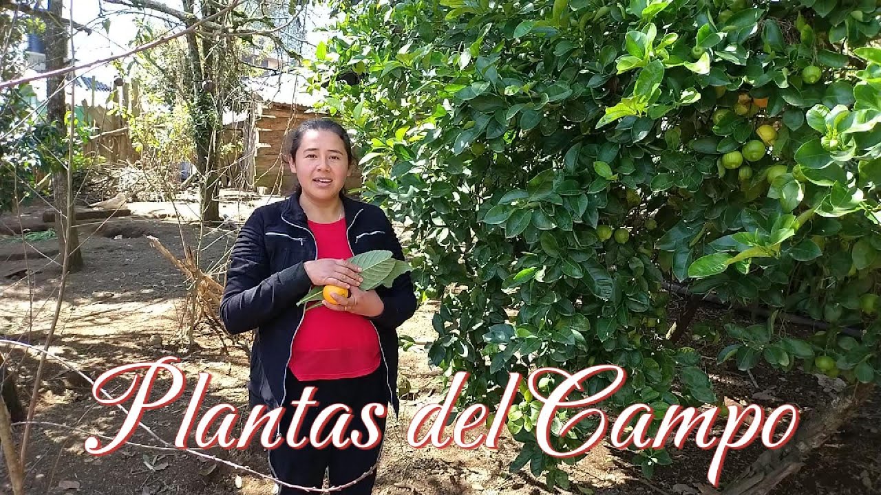 El Mejor Remedio Casero Antigripal (100% CASERO)