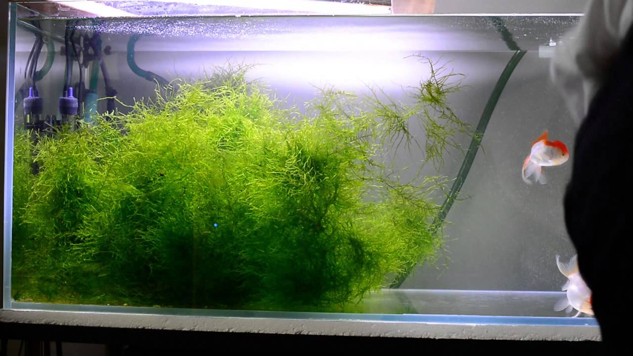Denitrification Discussion Freshwater Aquarium