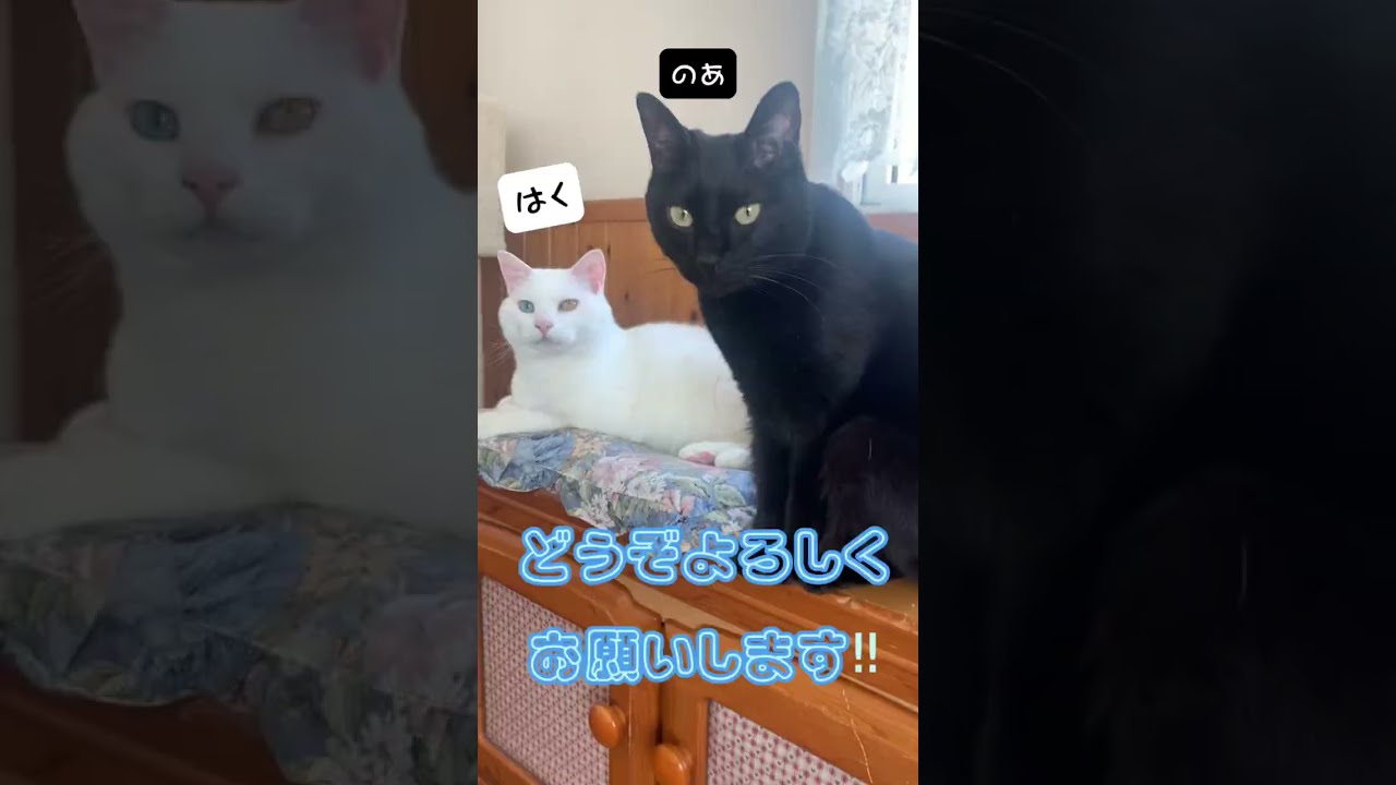 うちのねこ🐈‍⬛はく♂のあ♀